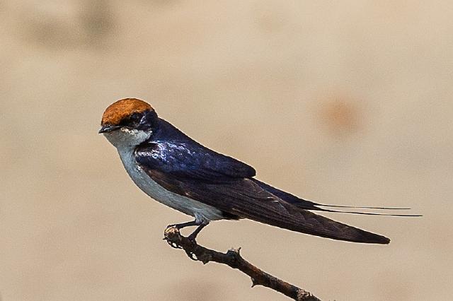 053 Botswana, Chobe NP, roodkruinzwaluw.jpg